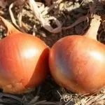 Сорти цибулі ростовська та данілівська цибуля та їх фото сорти