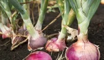 Сорти цибулі ростовська та данілівська цибуля та їх фото сорти