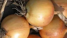 Сорти цибулі ростовська та данілівська цибуля та їх фото сорти