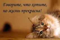 Сніг та коти текст