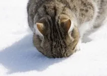 Сніг та коти сніг