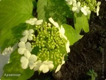 Сонце, спіймане в кадр кадр