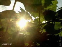 Сонце, спіймане в кадр кадр