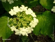 Сонце, спіймане в кадр кадр