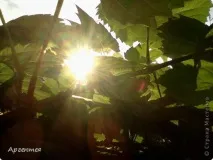 Сонце, спіймане в кадр сонце