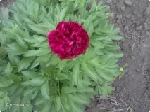 Сонце, спіймане в кадр спіймане