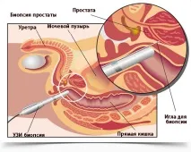 свободен