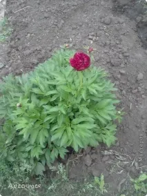 Сонце, спіймане в кадр спіймане