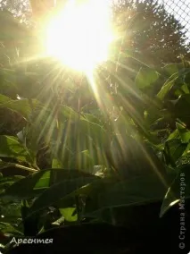 Сонце, спіймане в кадр кадр