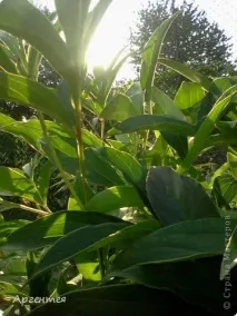 Сонце, спіймане в кадр спіймане