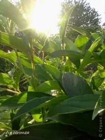 Сонце, спіймане в кадр спіймане
