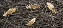 Сонник - воші і до чого сняться воші у різних ситуаціях чого