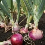 Сорти цибулі ростовська та данілівська цибуля та їх фото сорти
