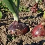 Сорти цибулі ростовська та данілівська цибуля та їх фото ростовська