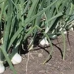 Сорти цибулі ростовська та данілівська цибуля та їх фото сорти