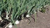 Сорти цибулі ростовська та данілівська цибуля та їх фото сорти