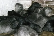 спарювання