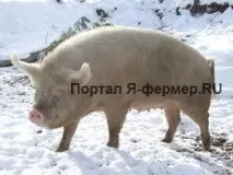 Поради щодо утримання свиней та поросят взимку утримання