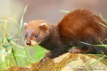 Степовий тхір, степовий тхір (Mustela Putorius eversmannii), ареал вага зростання забарвлення середовище проживання eversmannii