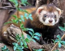 Степовий тхір, степовий тхір (Mustela Putorius eversmannii), ареал вага зростання забарвлення середовище проживання putorius