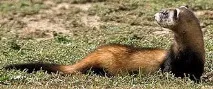 Степовий тхір, степовий тхір (Mustela Putorius eversmannii), ареал вага зростання забарвлення середовище проживання putorius
