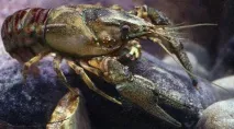 Будова річкового раку зовнішня та внутрішня раку