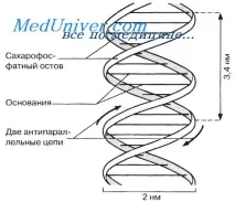 молекулата