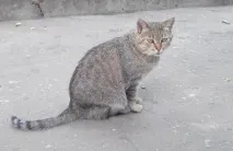 У Воронежі врятували кішку Фізу, яку замурували у теплотрасі воронежі