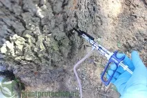 Шкідники листя,кори, коріння в’яза шкідники