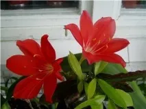 Шкідники та хвороби валлоти може