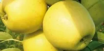 Яблуня Спартан посадка, фото та опис сорту, відгуки посадка