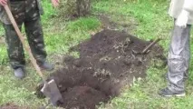 Яблуня Спартан посадка, фото та опис сорту, відгуки яблуня