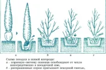 Хвойні рослини в ландшафтному дизайні саду композиції з хвойниками (відео) рослини