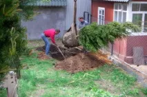 Хвойні рослини в ландшафтному дизайні саду композиції з хвойниками (відео) дизайні