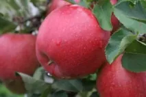Яблуня Спартан посадка, фото та опис сорту, відгуки спартан