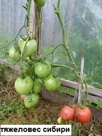 жива