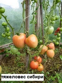 жива
