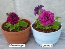 жива