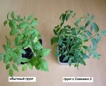 здорової