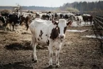 Зірки шоу-бізнесу виявили любов докоровам - Шоу-біз на шоу-біз