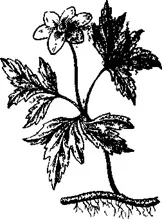 трави
