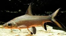 Акул балу (Balantiocheilos melanopterus) - зміст, розведення балу