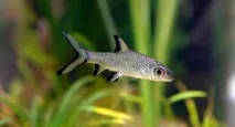 Акул балу (Balantiocheilos melanopterus) - зміст, розведення balantiocheilos