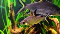 Акул балу (Balantiocheilos melanopterus) - зміст, розведення melanopterus