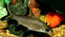 Акул балу (Balantiocheilos melanopterus) - зміст, розведення melanopterus