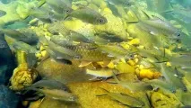Акул балу (Balantiocheilos melanopterus) - зміст, розведення balantiocheilos