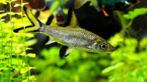 Акул балу (Balantiocheilos melanopterus) - зміст, розведення розведення