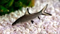 Акул балу (Balantiocheilos melanopterus) - зміст, розведення melanopterus