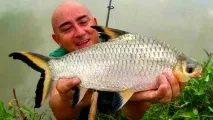 Акул балу (Balantiocheilos melanopterus) - зміст, розведення зміст