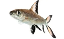 Акул балу (Balantiocheilos melanopterus) - зміст, розведення зміст